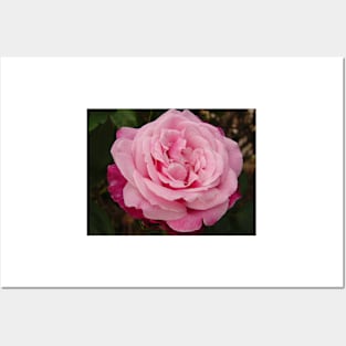Rose Flower Pink Two Tone Posters and Art